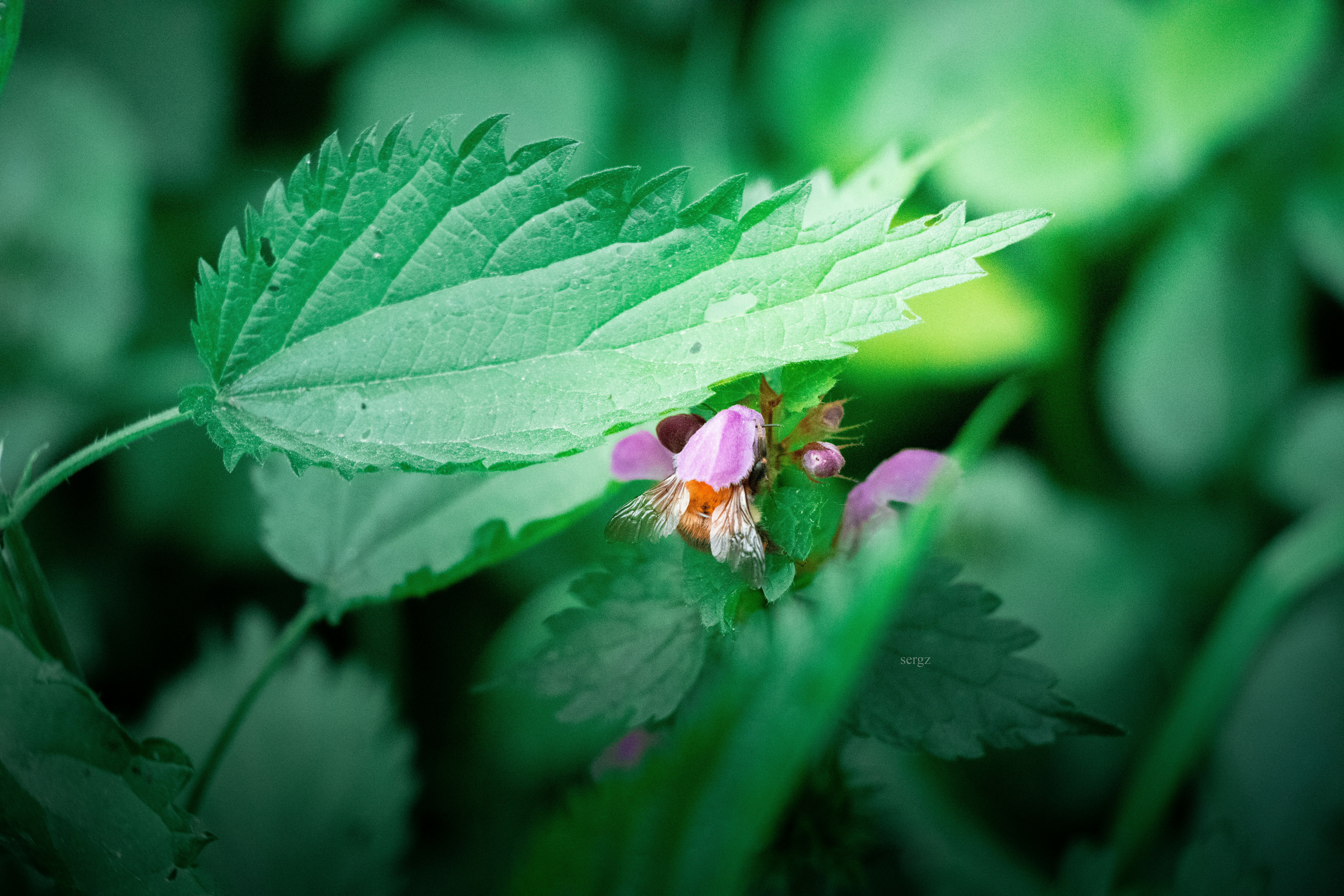 A green leaf with a pink flower on it